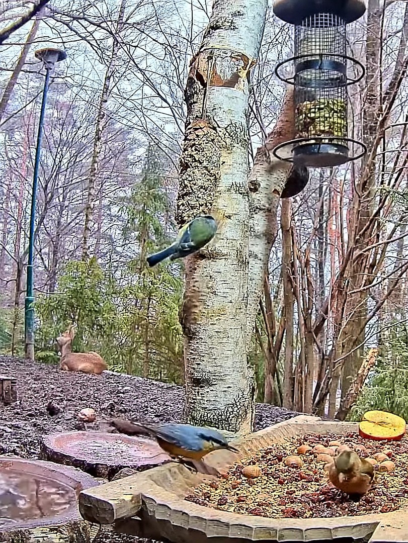 livebirdspoland_82e1247c394f29c3805909370ff753ce.jpg