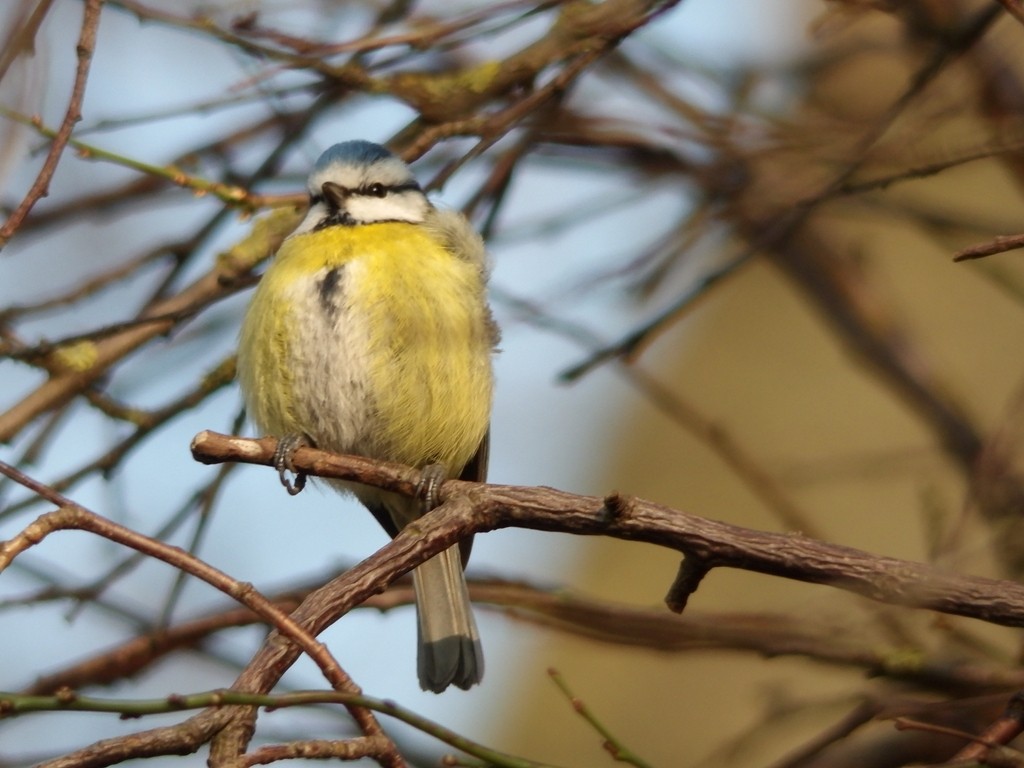livebirdspoland_56efeca856c006764b9c04d08926e49b.jpg