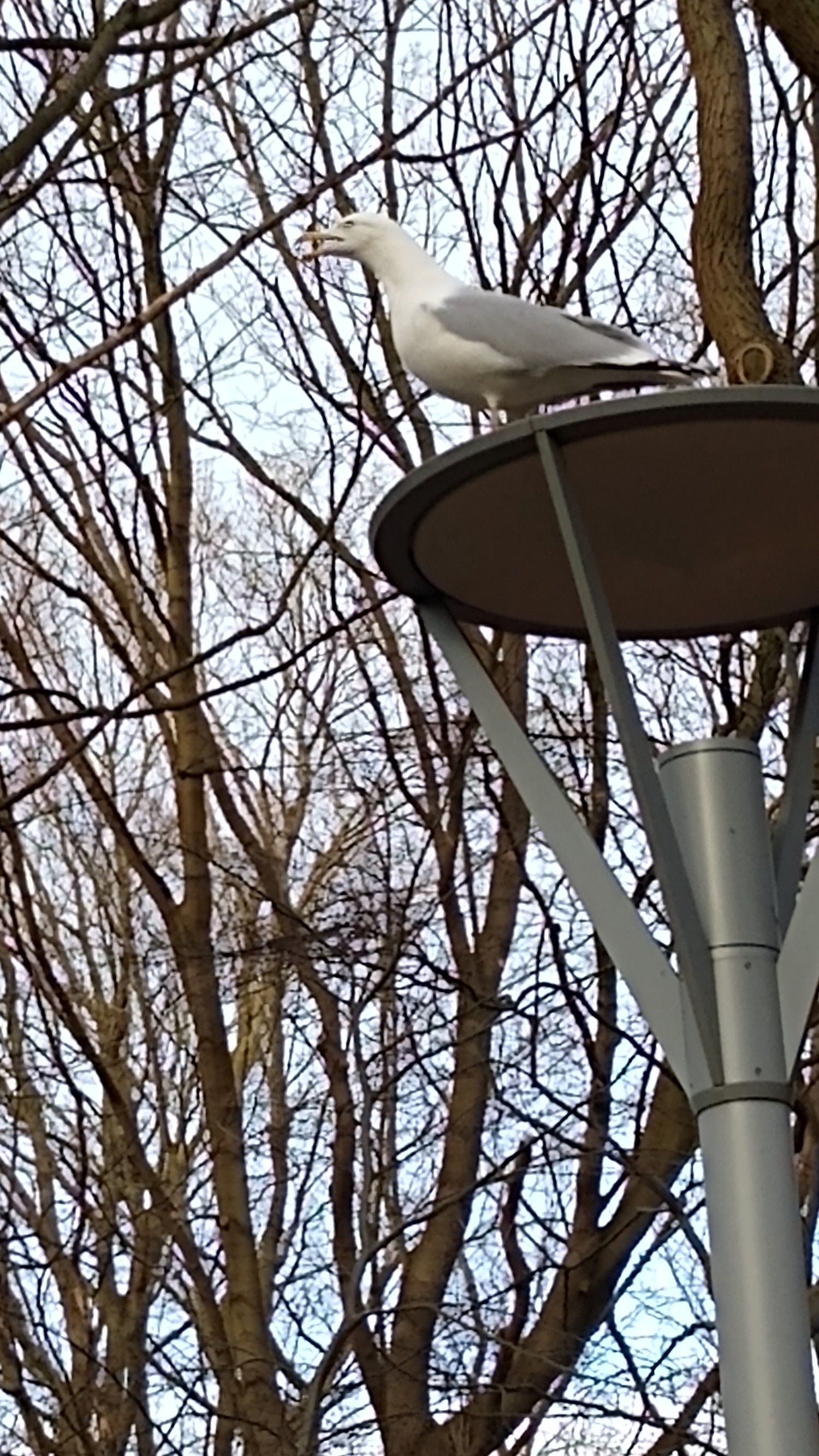 livebirdspoland_a6a5624f809b8bb49884a96ee548f253.jpg