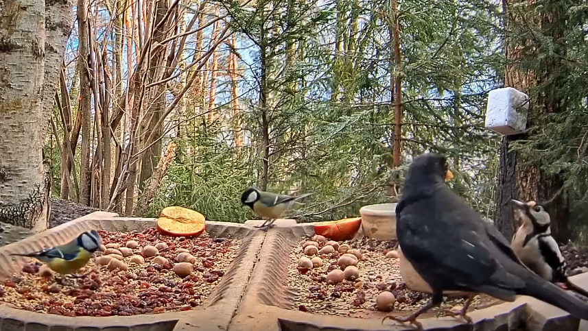 livebirdspoland_d786b101ccf88886a171bcb931607672.png