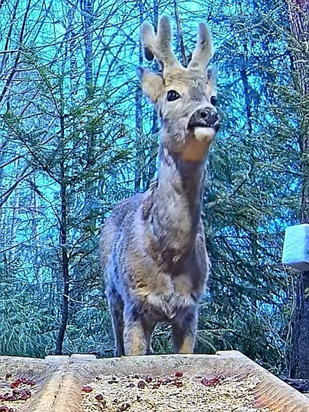 livebirdspoland_9802c65fa88b846c58670e6803d64695.jpg