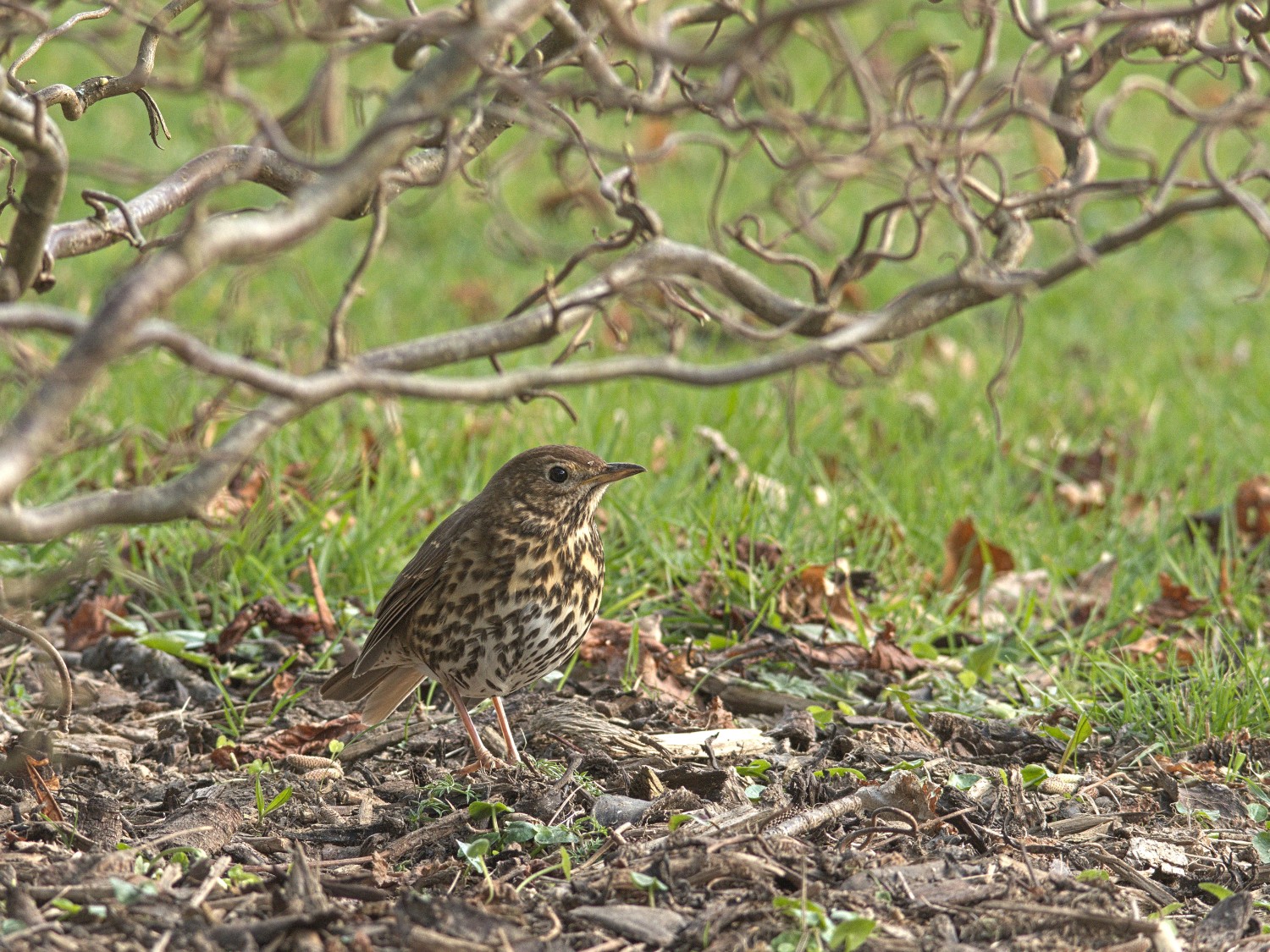 livebirdspoland_09197eb9b92b8519eb282152f6fa0203.jpg