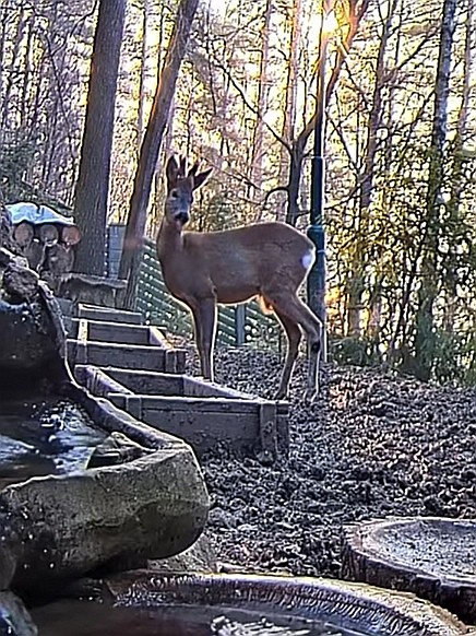 livebirdspoland_945e009ad0aebbc86498a50f3f13032a.jpg