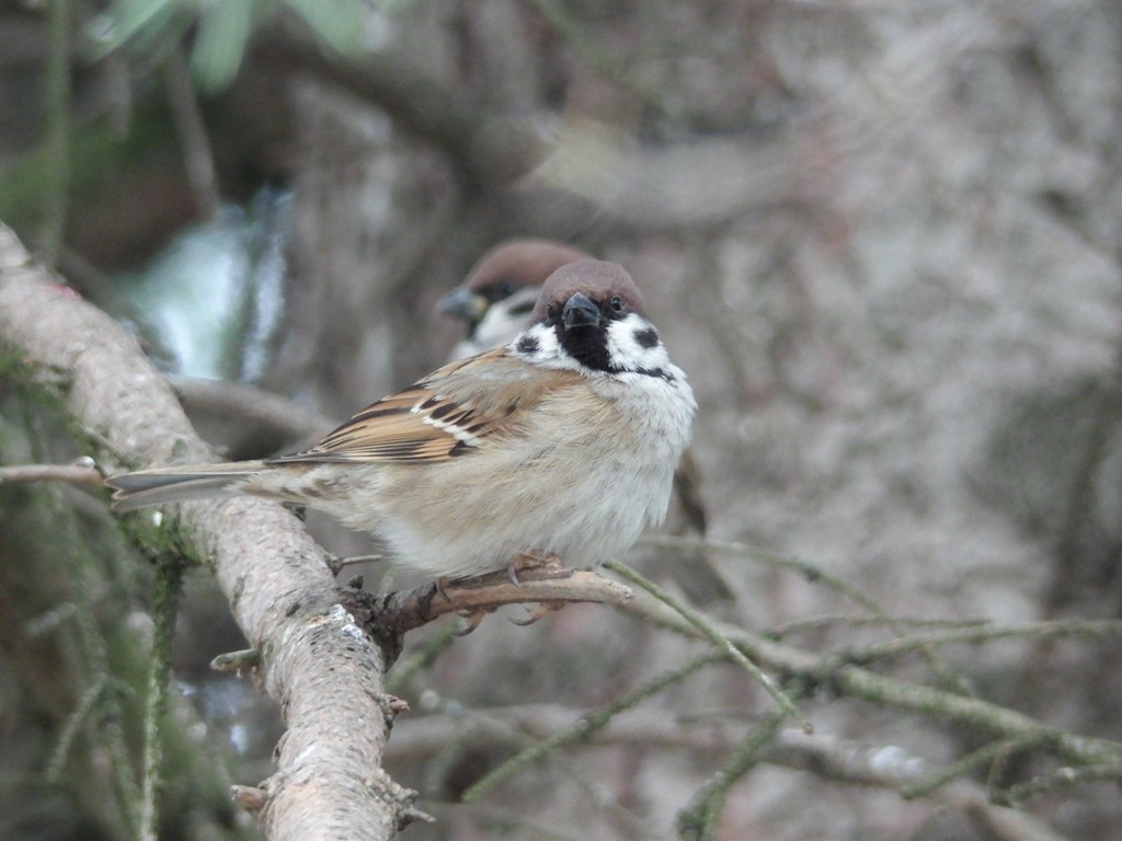livebirdspoland_0882462f5f8dad51955257ede9735366.jpg