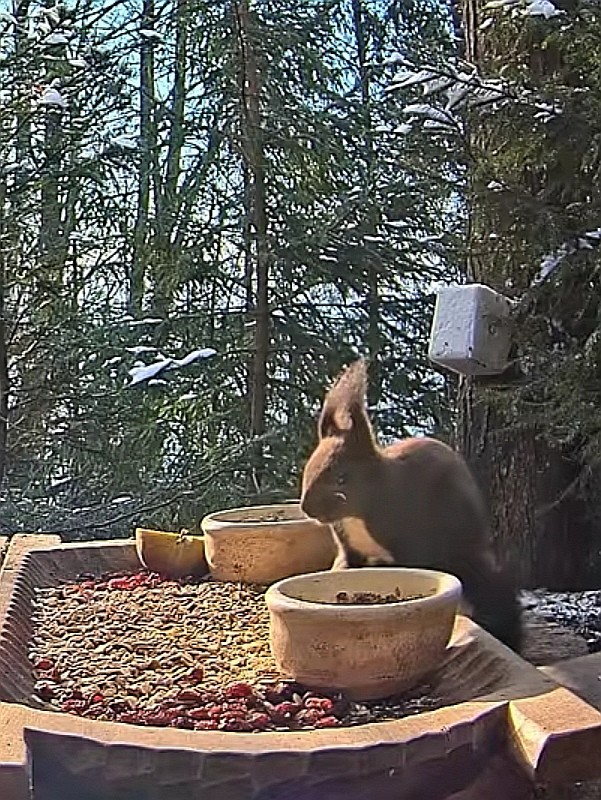 livebirdspoland_e61ae2f0c240e489af91671bd49b1a18.jpg