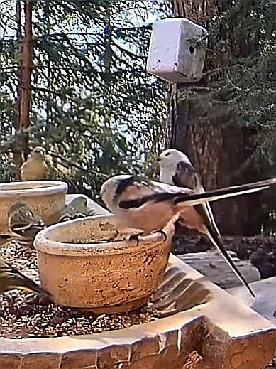livebirdspoland_c7b96290306afceaf0aa7604b4e25df7.jpg