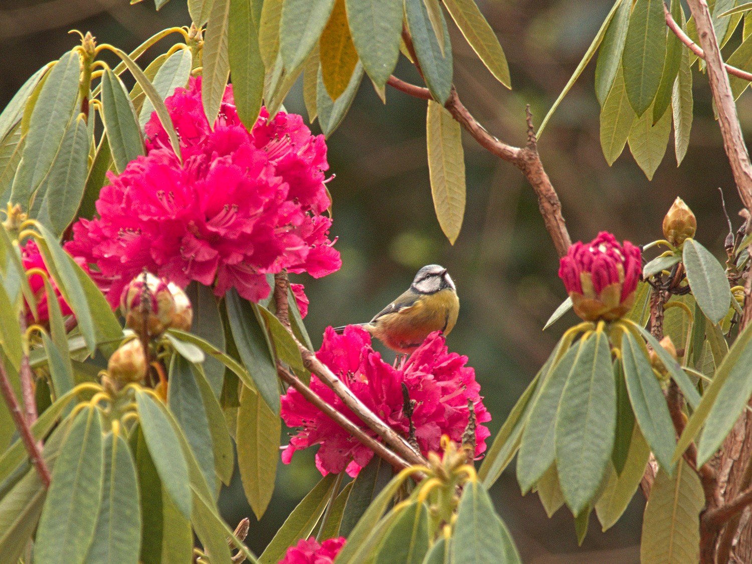 livebirdspoland_8d5ad53df51391e9539b74afa0d02442.jpg
