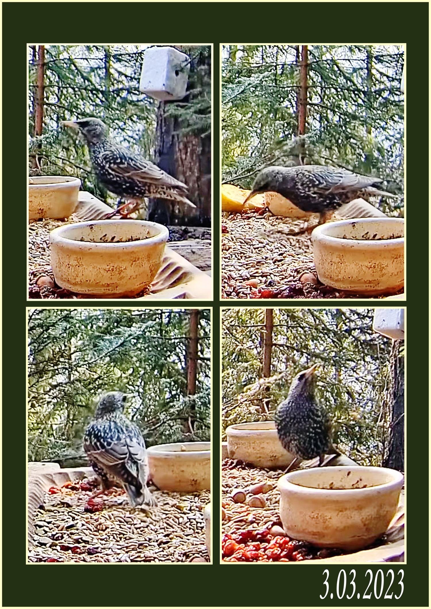 livebirdspoland_d9130c11b6abdaaa4e62fc9bef249bfd.jpg