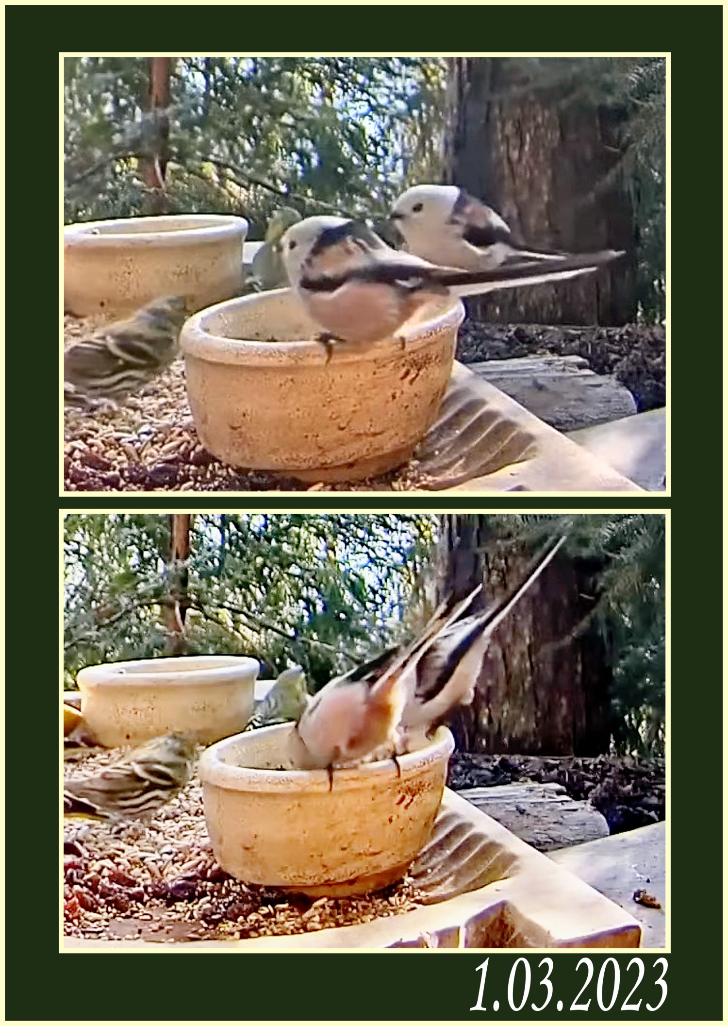 livebirdspoland_db8f12749dd970d6abec9bc2e162ede6.jpg