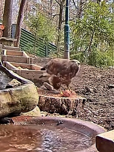 livebirdspoland_57ea4cae9fa129d5c410acfdf4ebadcf.jpg