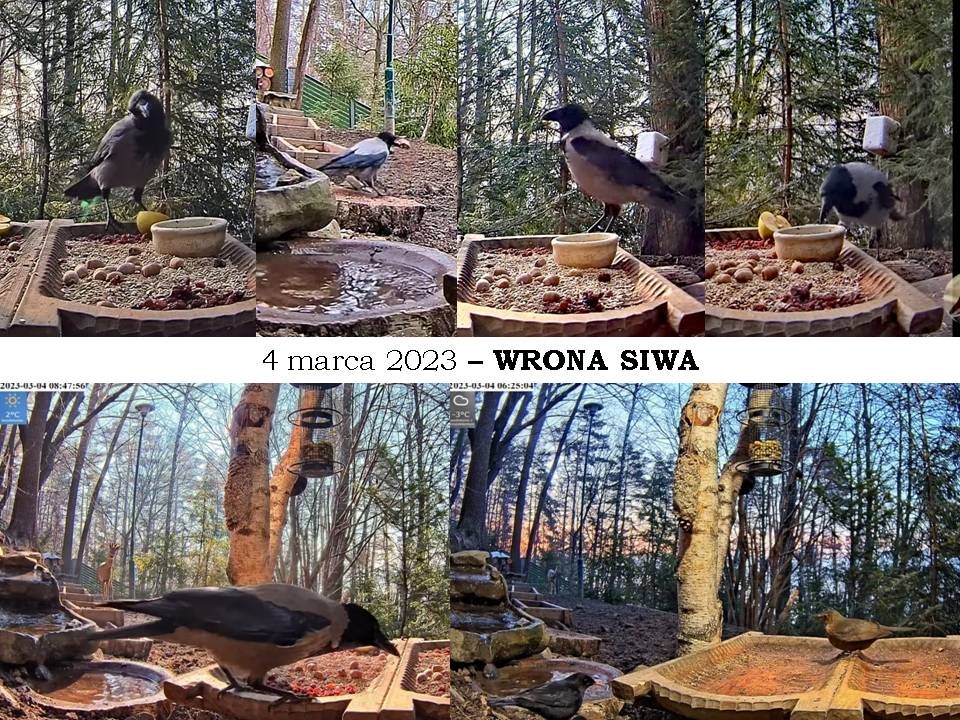 livebirdspoland_f2b43f9c66aa8fbd5726f00846f01cf3.jpg