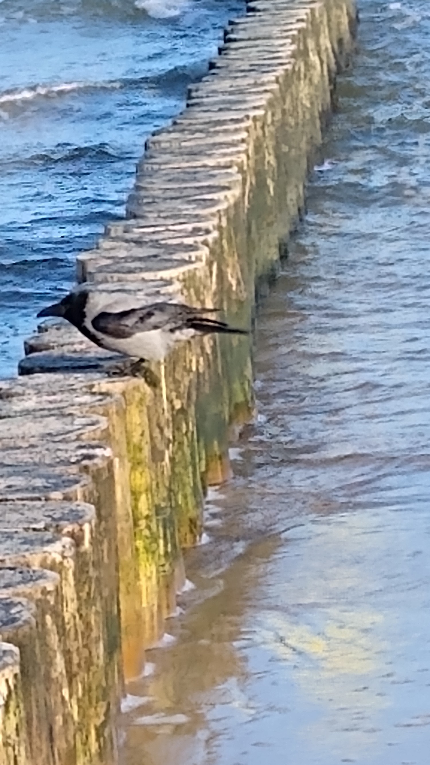 livebirdspoland_002cedf4f673a77191d051780e3f960d.jpg