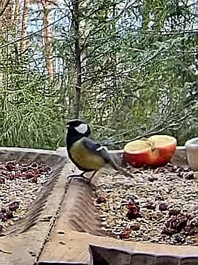 livebirdspoland_169ffe405ca040fd4458c2ad91cad364.jpg