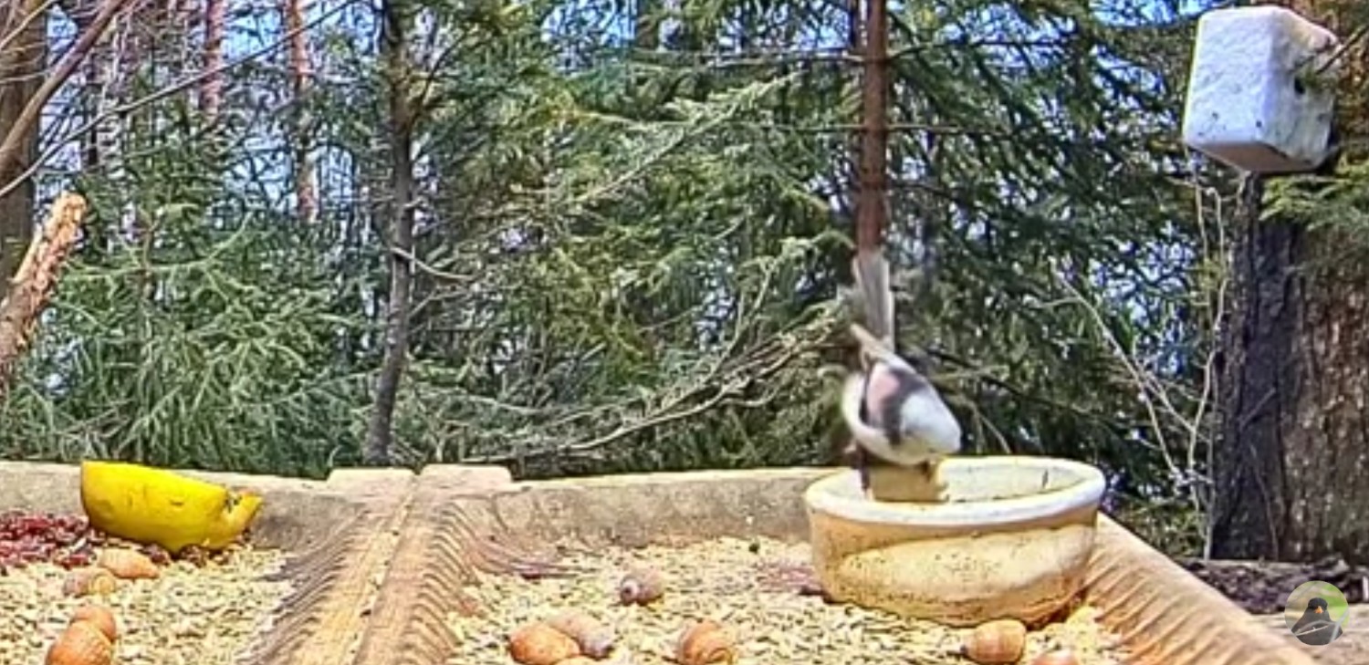 livebirdspoland_62bd408fef4e9688f5ffc55a46df96dc.jpg