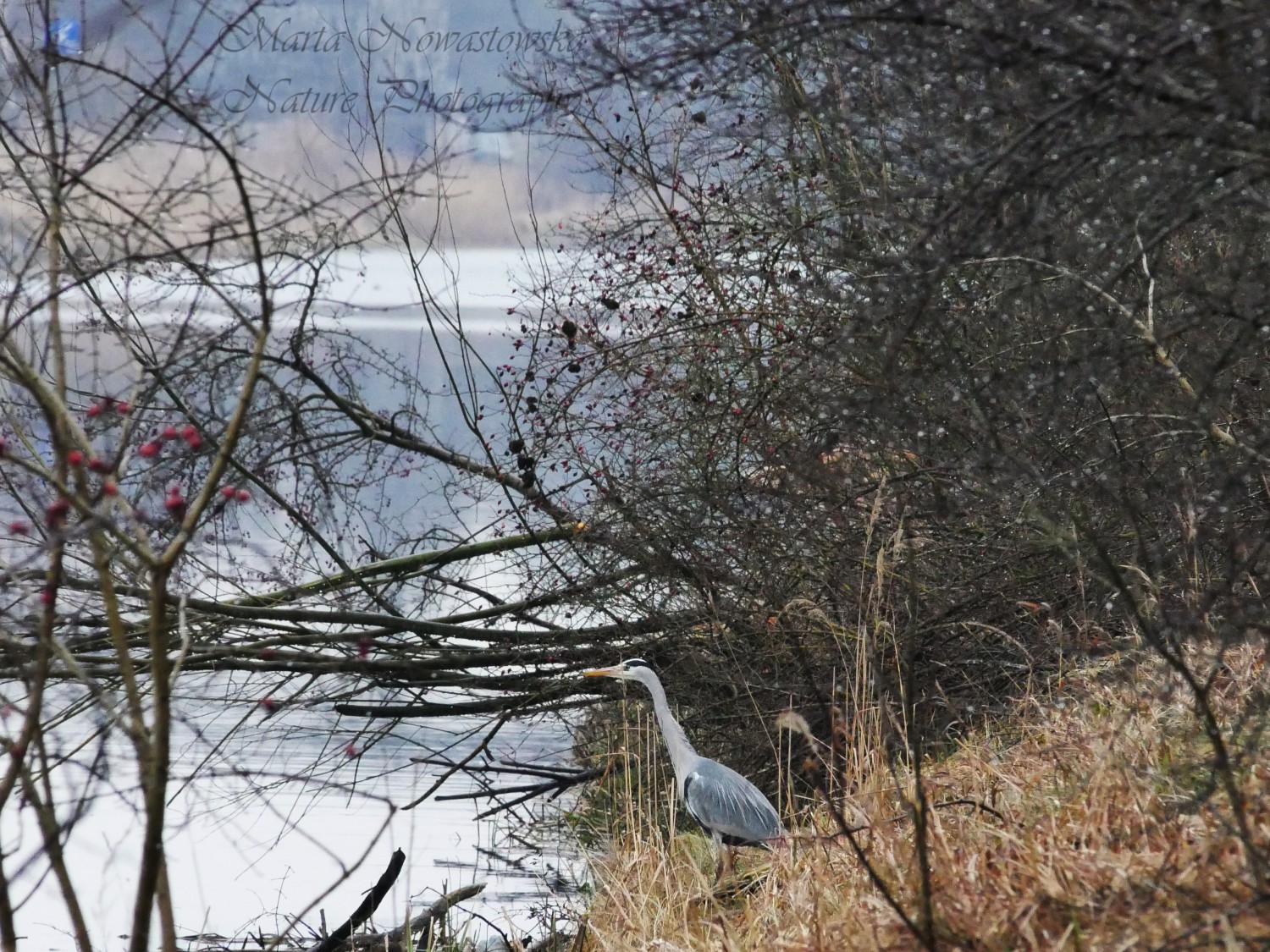 livebirdspoland_3980dbb24a81b3d8b10fce35af91f718.jpg