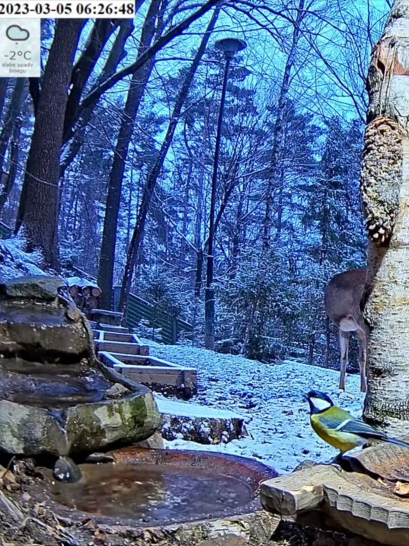 livebirdspoland_75197276f530bde94c26a4591c7d52c7.jpg