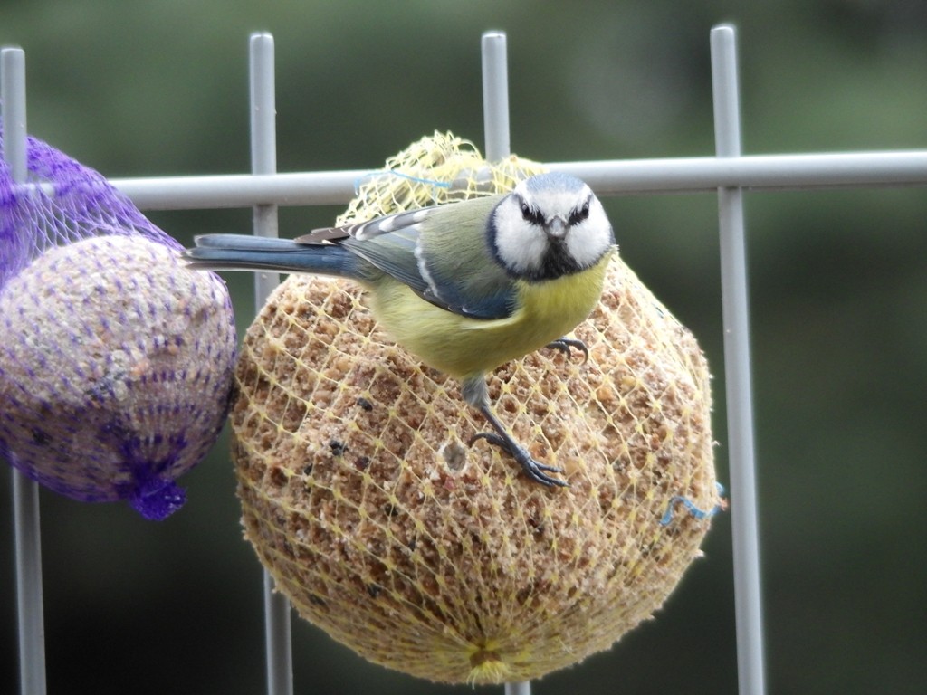 livebirdspoland_ea4f0c301029fc3d778ae935f0ae607d.jpg