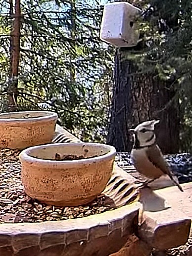 livebirdspoland_df3e90e5cecf058e41368edbd049adaa.jpg