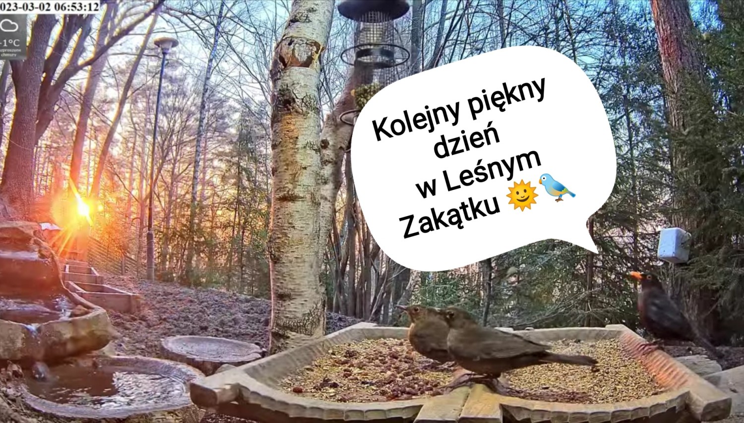 livebirdspoland_5aac36da26eb244db1e0c017f1ca602d.jpg