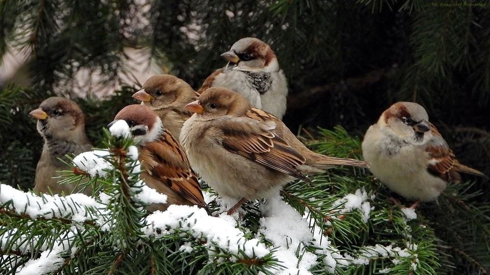 livebirdspoland_b182dd4230261913c8fd73cb680d387f.jpg