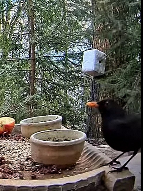 livebirdspoland_f894411260607a34408574101de1721f.jpg
