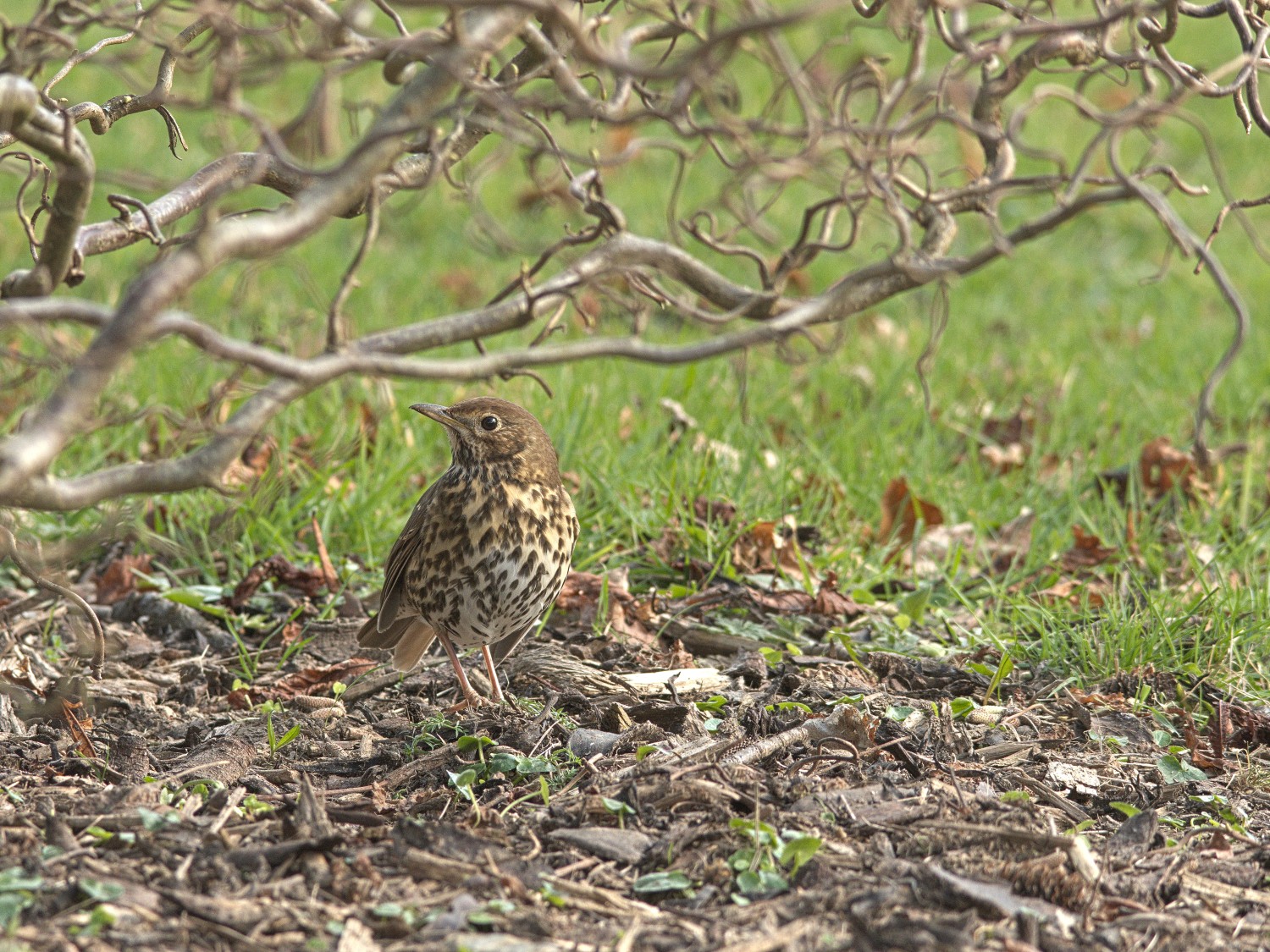 livebirdspoland_d06b34cc83f2d7c6c613c0c06a9a060b.jpg