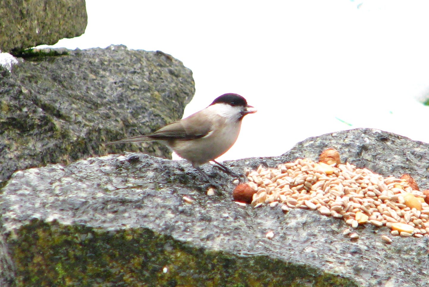 livebirdspoland_8a9aa78132e44e3c9806e875f5f4fc38.jpg