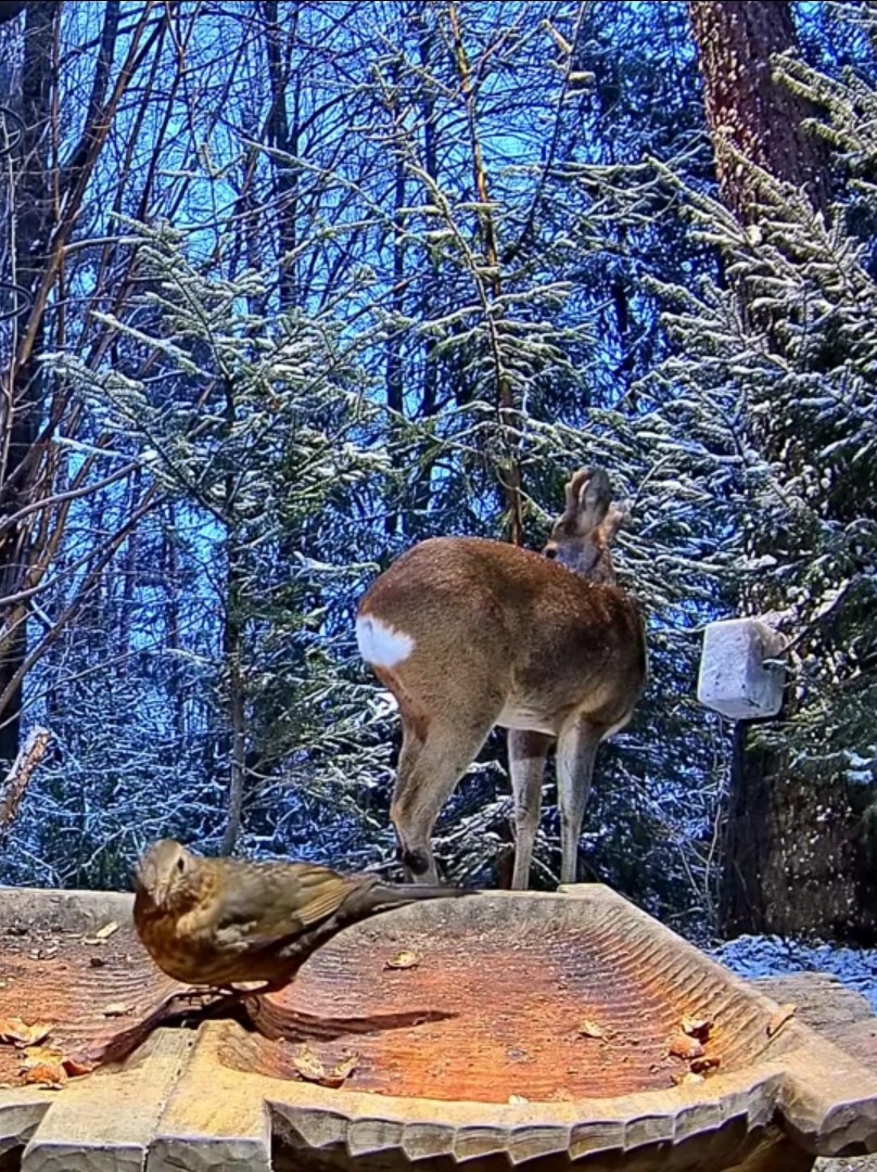 livebirdspoland_f9c2a9cad3dc60f883ef892c66976bfa.jpg