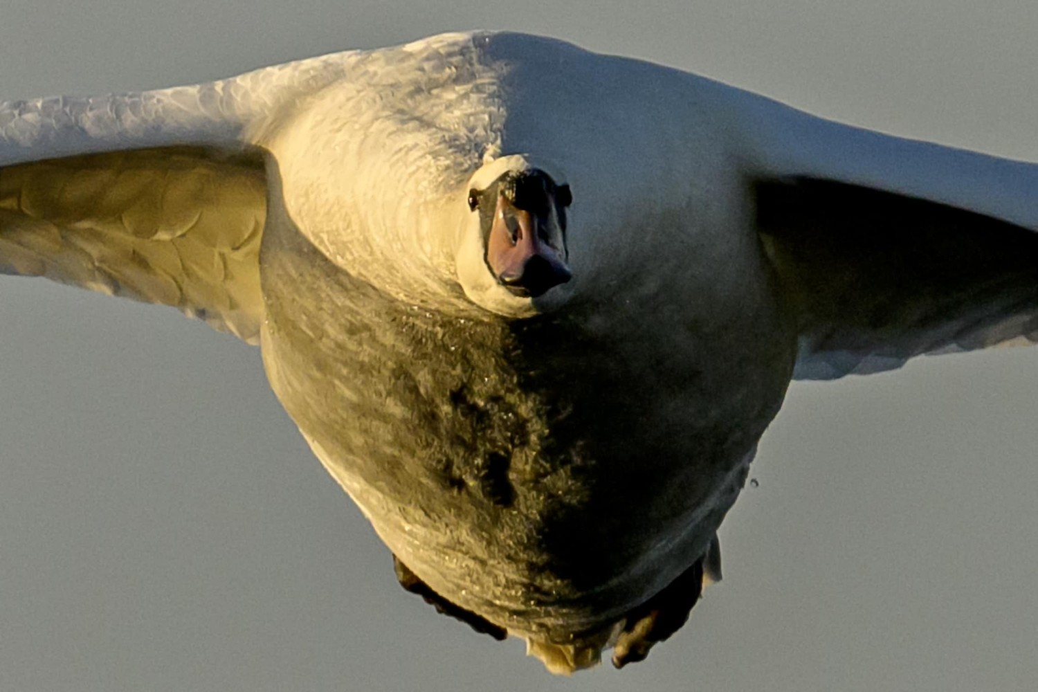 livebirdspoland_c9f54e833cf4cf359779184b055ac17e.jpg
