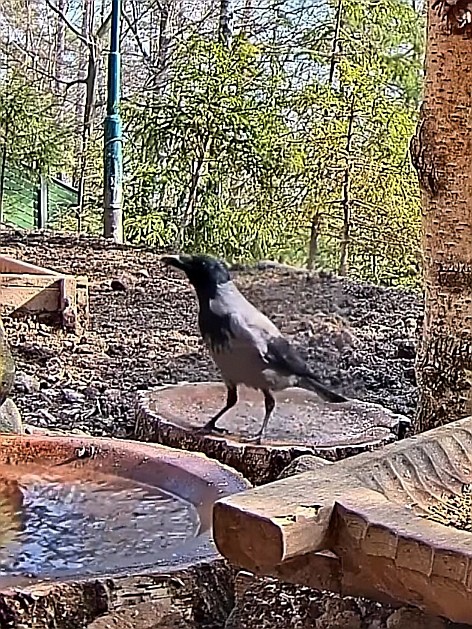 livebirdspoland_598e81059f43316a99fb2f107554726c.jpg