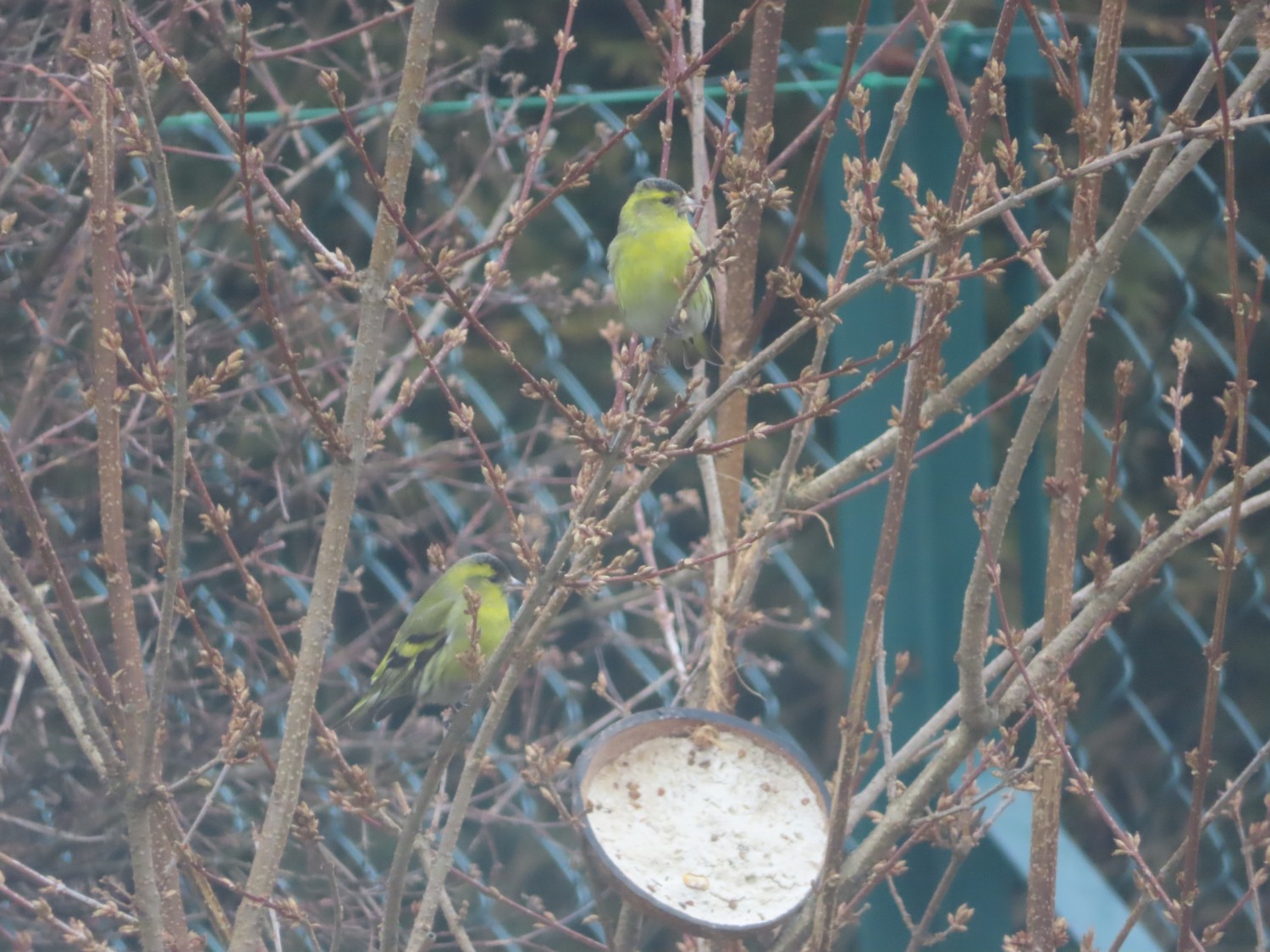 livebirdspoland_78ab52d2a3179724a2286ca25a7a4c9f.jpg
