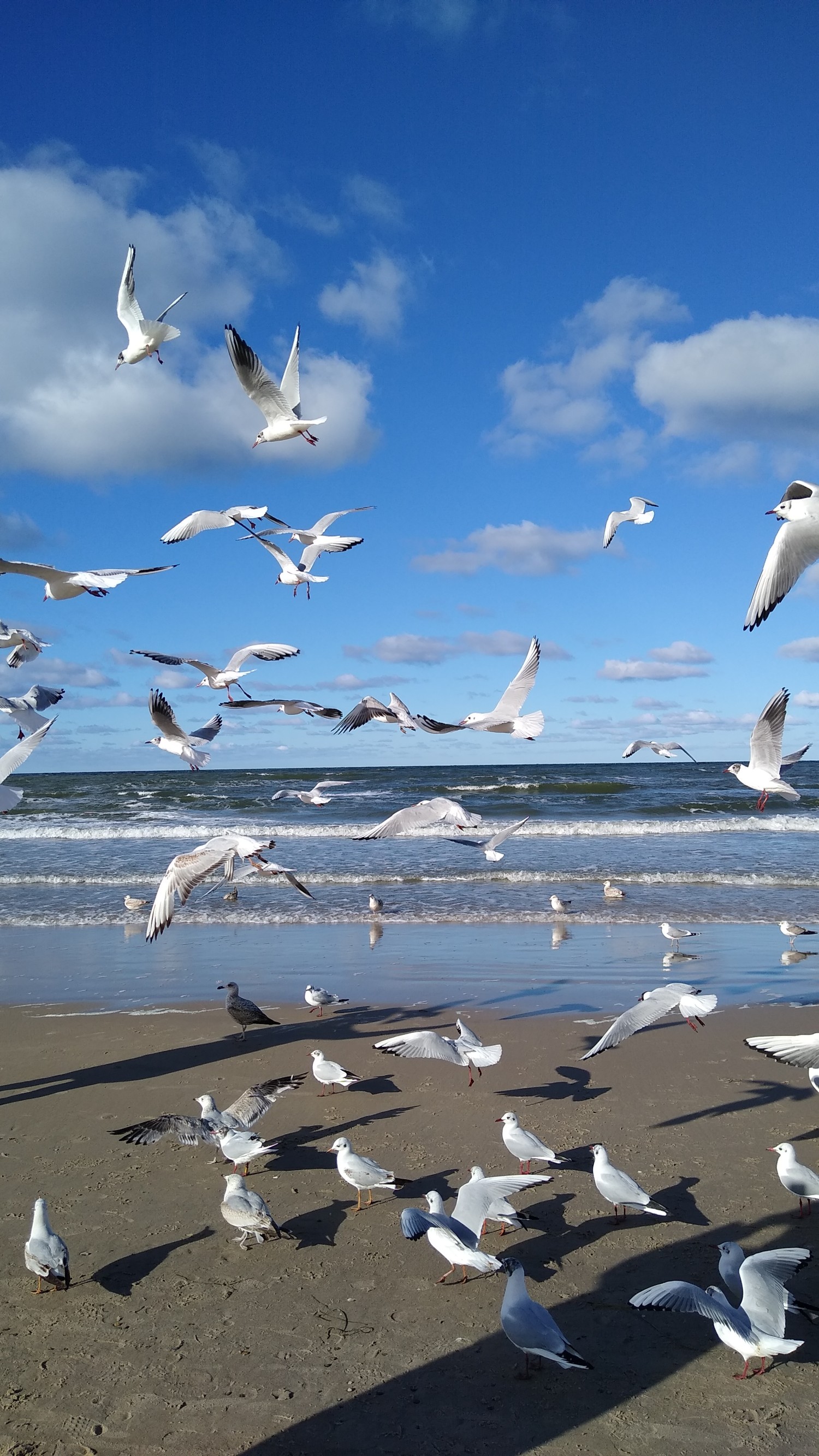 livebirdspoland_853a7761d8246108625be3bda47841f4.jpg