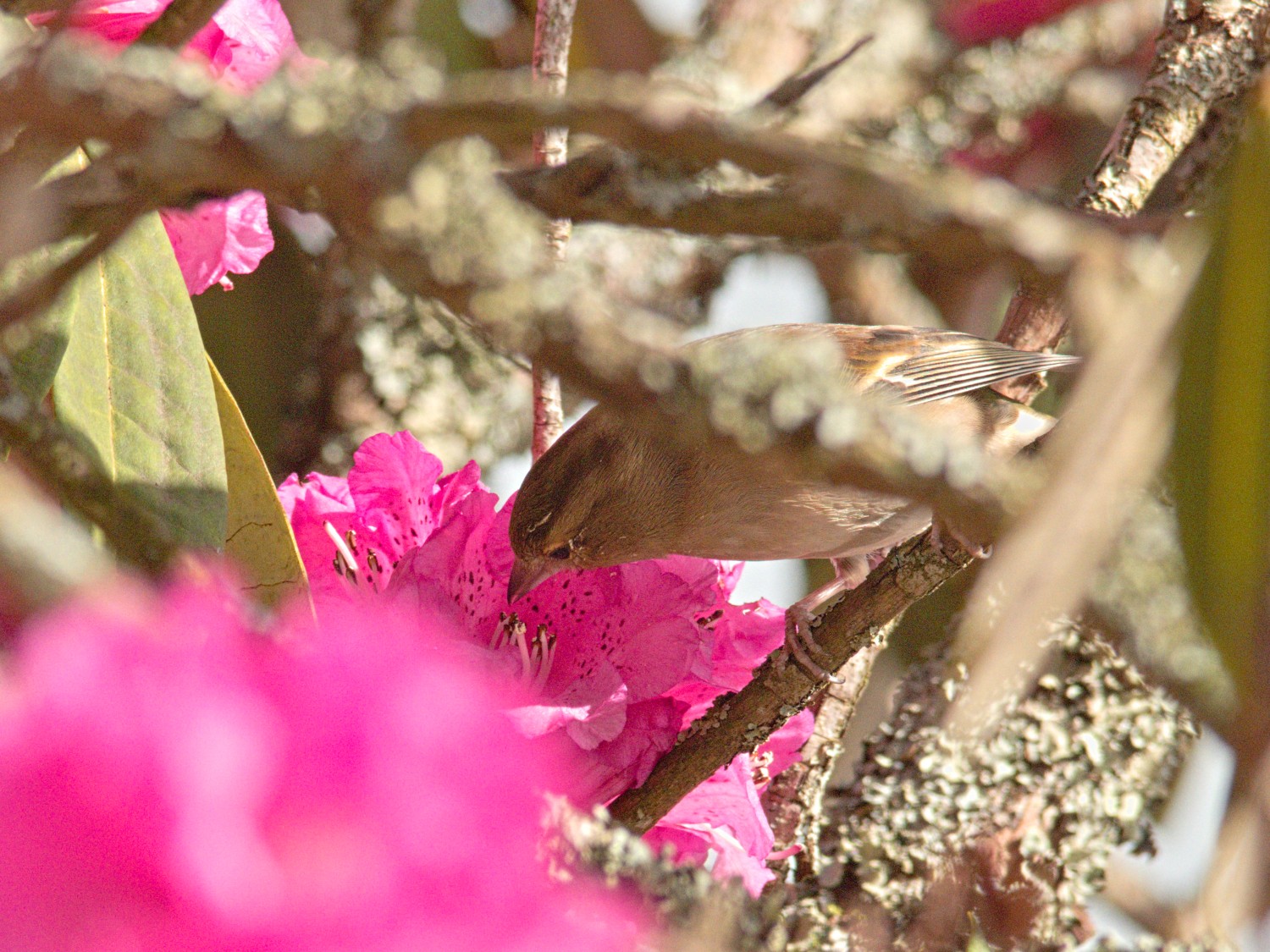 livebirdspoland_fcec4629bdba6460b30731e2a0a7aed0.jpg