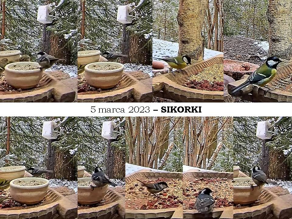 livebirdspoland_7900ea2858002428ba7856085c0c034e.jpg