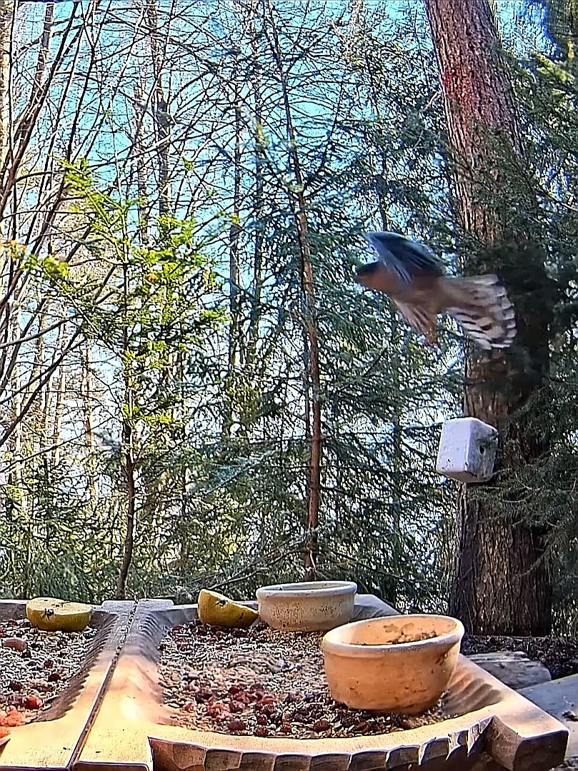 livebirdspoland_4237e0c9f22d9d16c6867296dc5c3f76.jpg