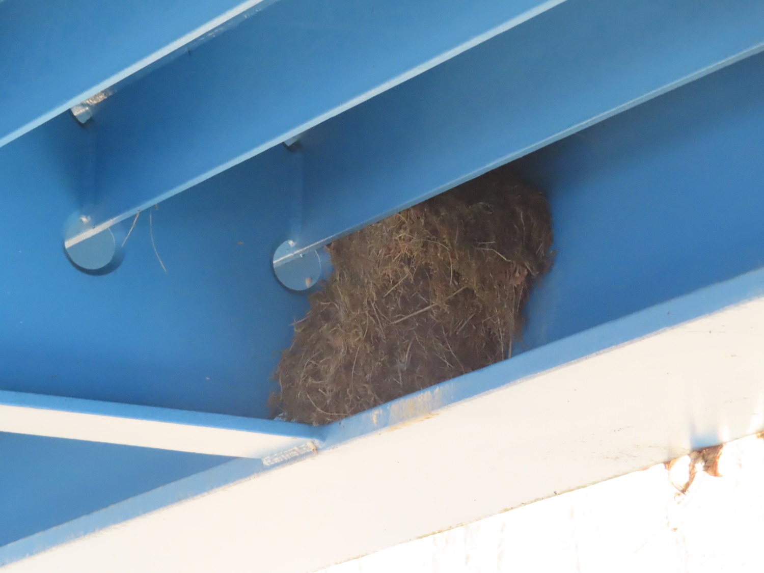 livebirdspoland_338c13d7a681ee55174ddf8ab3d11312.jpg