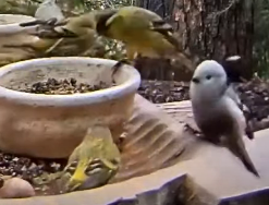 livebirdspoland_7c386c00d12fb17ed89215135d57dfcb.png