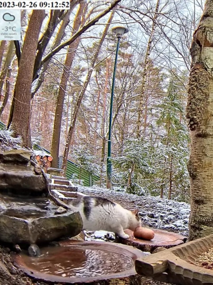 livebirdspoland_d0f33612060f347df220e39ae98d7bb8.jpg