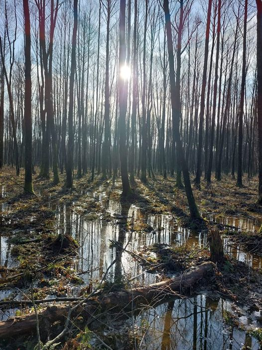 livebirdspoland_251f4bcbe077f19d9c61073fce504b8c.png