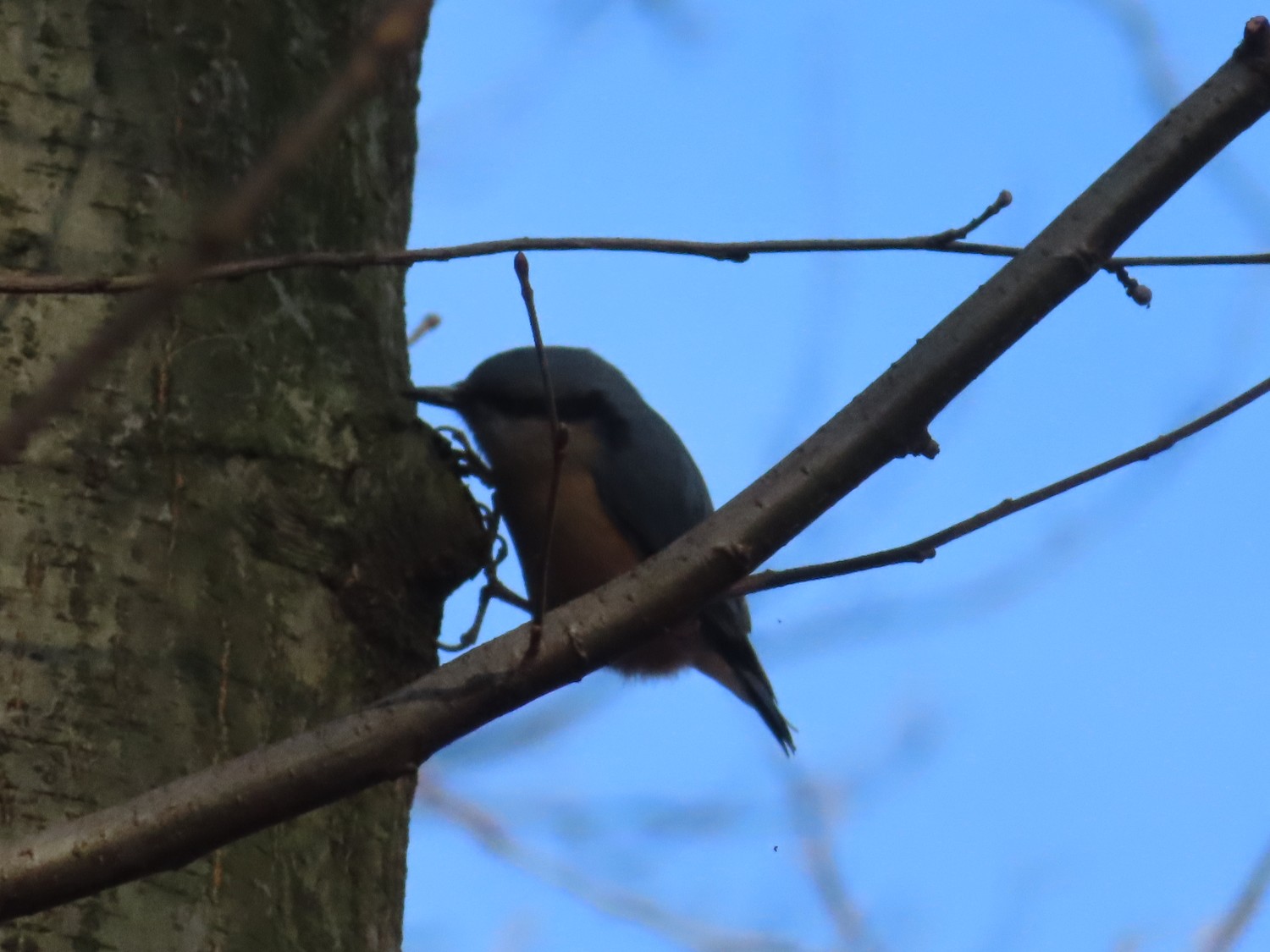livebirdspoland_c5aba32918a756f3e97761c263648ad0.jpg