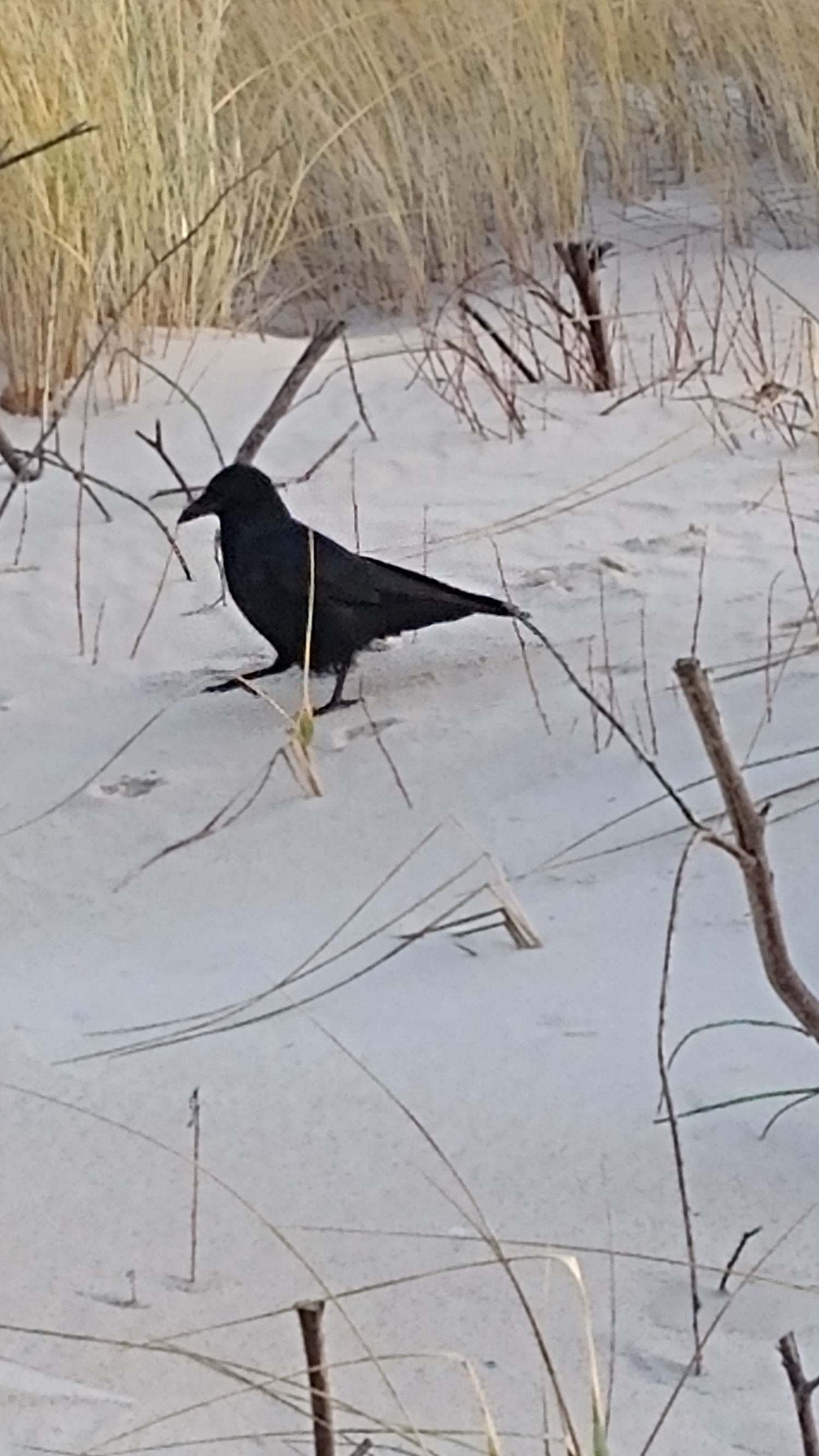 livebirdspoland_345be7eba74a66c57b84a629139a40fc.jpg