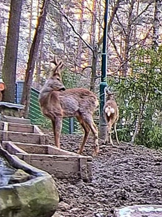livebirdspoland_36244c5606f0737e75cc1ef6822e5c5c.jpg