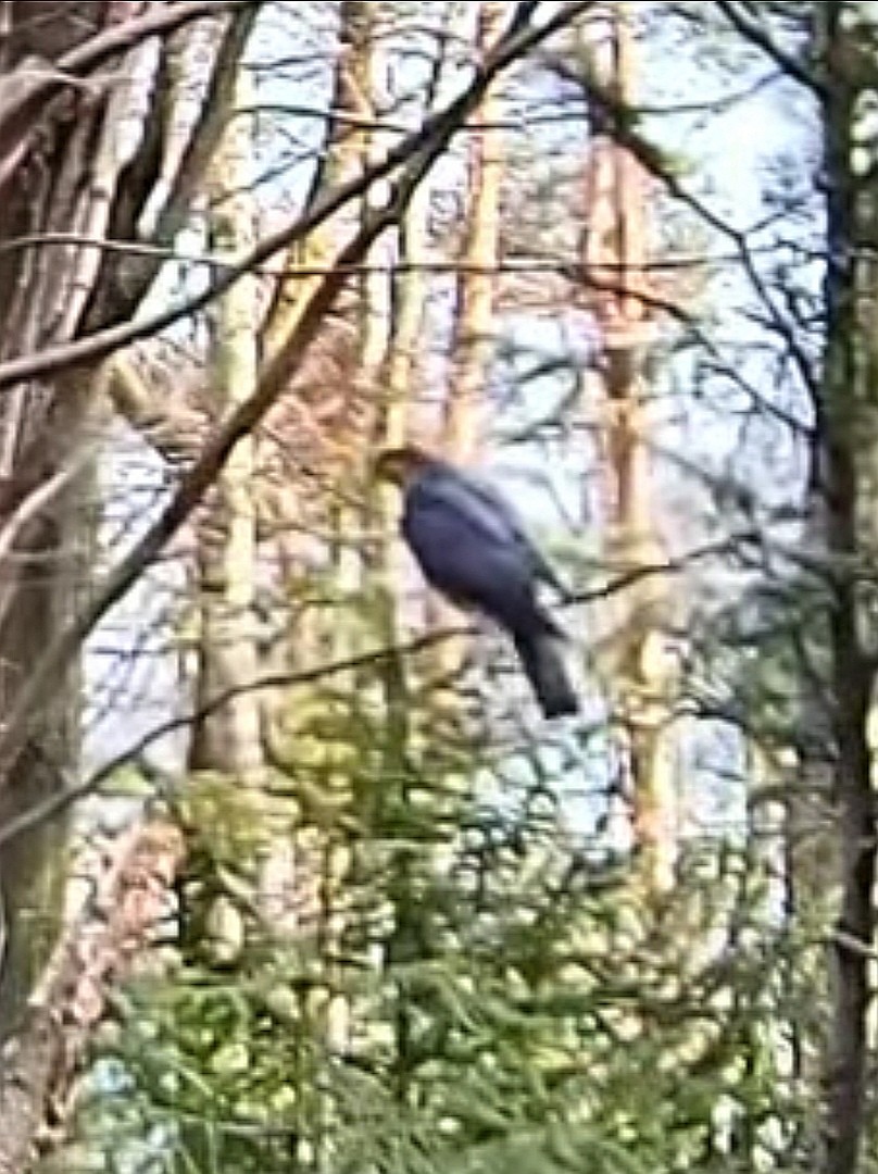 livebirdspoland_ef96f1e06f50394c4f17f36ba6b27a8d.jpg