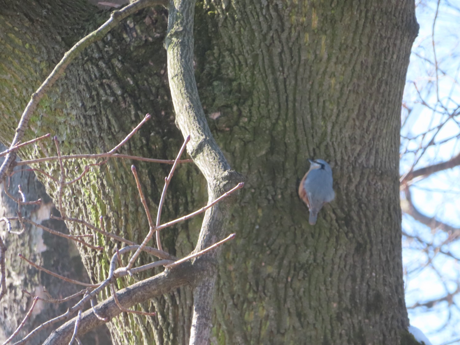 livebirdspoland_f4a53639903c6bc729170dc61999323f.jpg