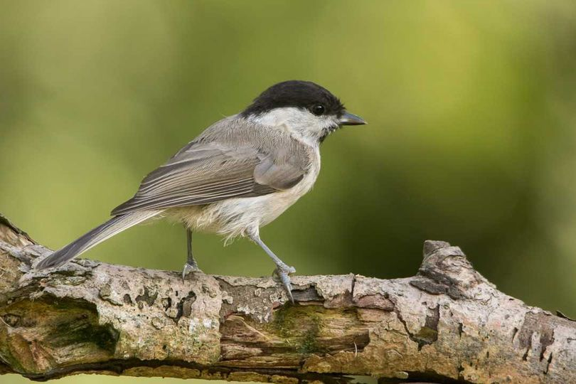 livebirdspoland_49ad905cf25f5b14bee8301904984b0a.png
