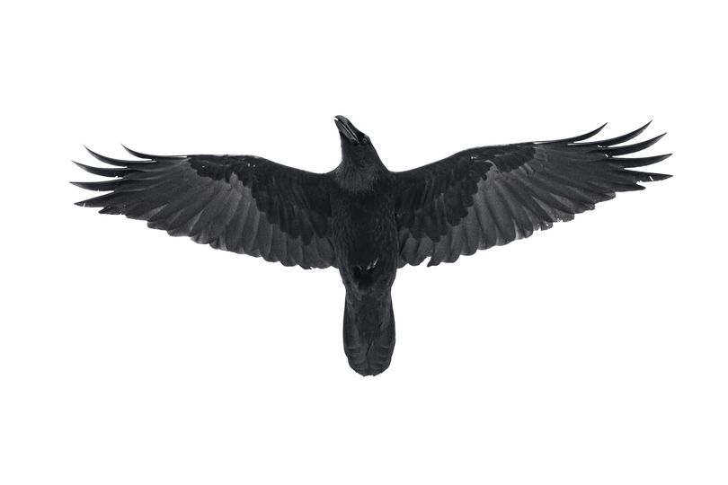 livebirdspoland_999cea3db37e0d7c0dc236fbd6f19391.png