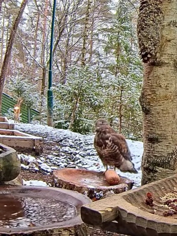livebirdspoland_e8cec8c79e12453d0c2cafb9175245db.jpg