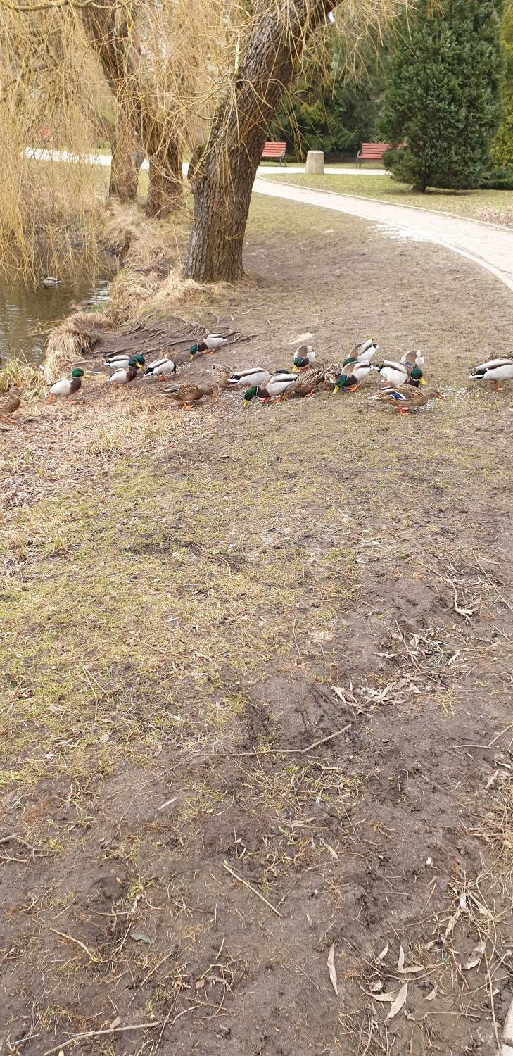 livebirdspoland_8bc1d14b4a228d237f686f3543470cd2.jpg