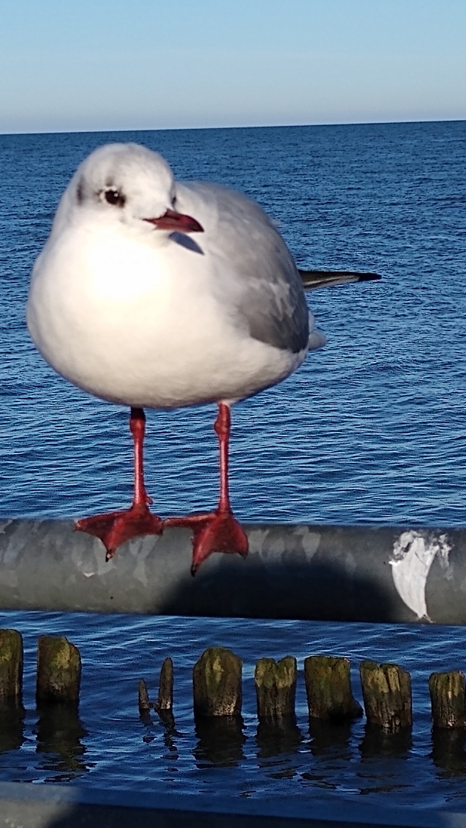 livebirdspoland_ae444d1ad8e29ae5cf52c343e8ecf64e.jpg