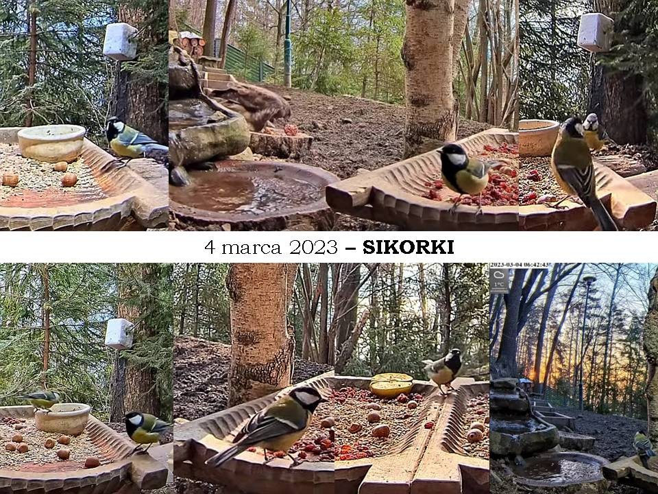 livebirdspoland_e9d02353ac5d54d950e0d20fdb4786ab.jpg
